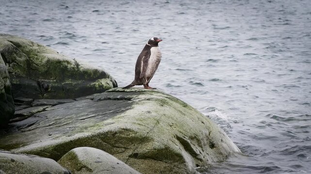 Dirty Gentoo Penguin on the beach in Antarctica going to have a bath 