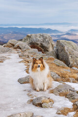Fluffy dog sitting on rocky snowy mountain trail