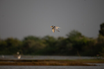 A common river tern in mid flight with its wings fully spread, soaring over a small, muddy island. The background is well blurred with lush green and blue sky.