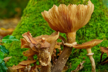 An assortment of mushrooms growing in  autumn on a log  covered with moss and decomposing.