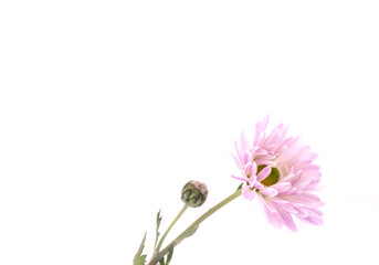chrysanthemum flower on a long stem on a white background is insulated