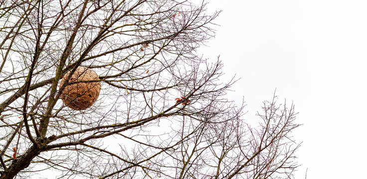 giant hornet in a tree. Asian wasp nest, Vespa velutina in a tree.