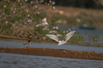 In two Common river tern, one in flight for landing and  second one perched on ground and watching nearby. Surrounded a shallow wetland with water body and blurred softy background.
