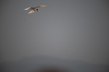 A common river tern in mid flight with its wings fully spread. The background is well blurred with blue sky and mountain.