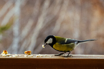 bird Titmouse yellow belly is pecking at crumbs on a wooden surface, surrounded by a blurred...