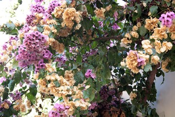 Bougainvilleas in autumn