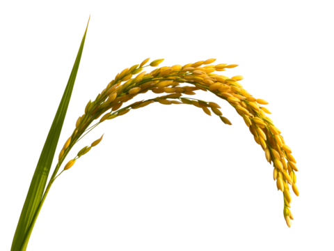 Rice paddy isolated on transparent background
