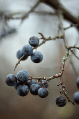 A photo of a ripe blackthorn on a branch.