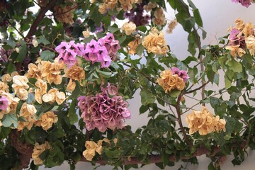 Fading bougainvilleas