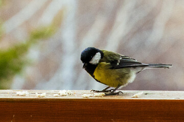 bird Titmouse yellow belly is pecking at crumbs on a wooden surface, surrounded by a blurred...
