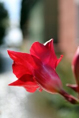 A scarlet amaryllis