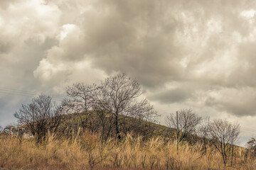 Burnt bushes in a semi desert area on an overcast sky, in La Candelaria desert in the eastern Andean mountains of central Colombia, near the town of Raquira.