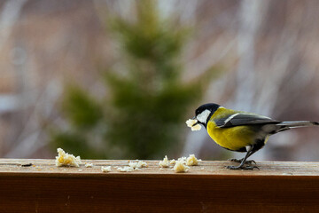 bird Titmouse yellow belly is pecking at crumbs on a wooden surface, surrounded by a blurred natural background, showcasing wildlife feeding behavior