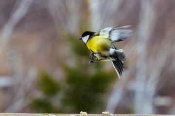bird Titmouse yellow belly is pecking at crumbs on a wooden surface, surrounded by a blurred natural background, showcasing wildlife feeding behavior