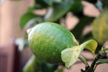 Unripe fruit of a lemon tree in Malcesine, Italy