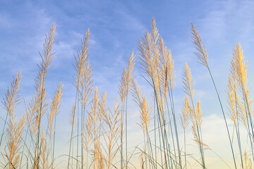 White reed grass glowing with blue sky background, representing calmness, simplicity, and natural beauty in the evening