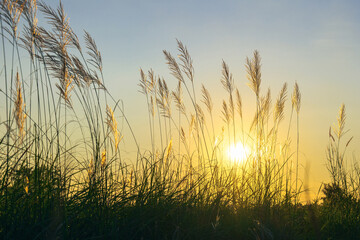 Fototapeta premium Beautiful white reed grass swaying in the wind under sunset light, beauty of nature in the evening time