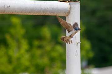 bird on a fence