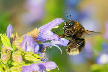 Dunkle  Erdhummel am  Salbei