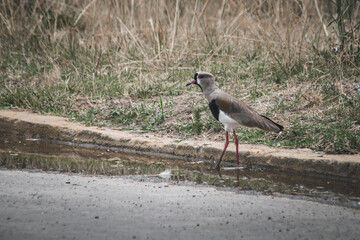 grey tero on the ground
