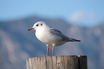 A seagull in Malcesine, Lake Garda, Italy