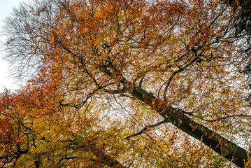 Cropped tree canopies with the last orange-yellow leaves glowing against a gray, overcast autumn sky
