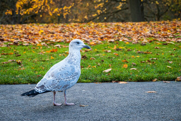 A portrait of a white pigeon set against a backdrop of autumn colors and fallen leaves - 1