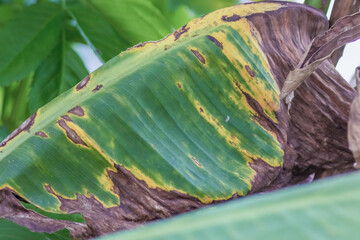 Decaying canna Indica leaf; close-up photography captured in a farm in the eastern Andean mountains...