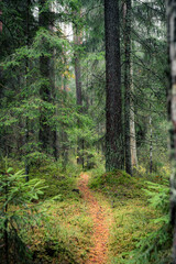 Fototapete bei efototapeten.de bestellen   