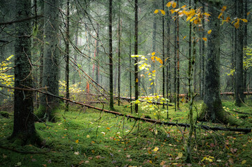 Fototapete bei efototapeten.de bestellen   