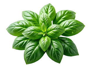 Fresh green basil herb plant isolated on black background isolated on white background isolated on transparent background