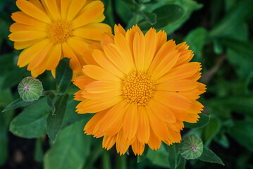 Beautiful yellow-orange Calendula flower in full bloom in its bush, showcasing its vibrant petals and natural radiance