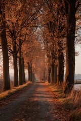 Aesthetic Autumn Landscape with Golden Trees and Soft Natural Light, Peaceful Fall Atmosphere and Warm Colors
