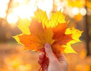 Hand holds vibrant orange maple leaves, backlit by a warm, blurry sunset, creating a beautiful autumn scene