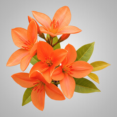 Vibrant Orange Tropical Blooms