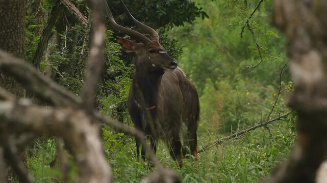 nyala bull in the forest 743