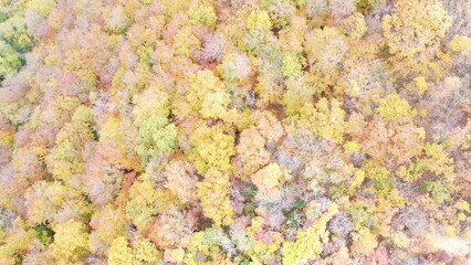 Aerial view of dense autumn forest with colorful fall foliage