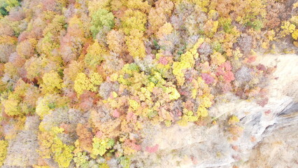 Aerial view of dense autumn forest with colorful fall foliage
