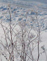 grass with ice flakes on a background of snow.