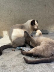 Cats play with each other