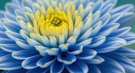 Obraz premium Blue Chrysanthemum Macro Serenity in Floral Detail with a Vibrant Yellow Center