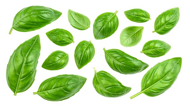 High-angle shot showcases vibrant green basil leaves against white backdrop, showcasing natural shapes