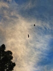 birds in the sky