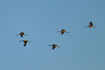 Herbstzug der Kraniche in der Morgensonne	