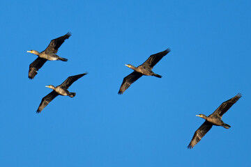 Ein Schwarm Kormorane im Flug