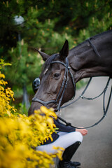 A black horse eats yellow flowers from a bush