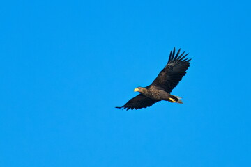Adulter Seeadler bei der Jagd	