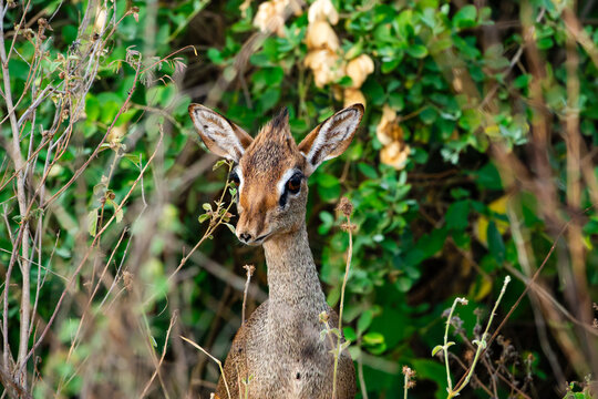 Head dikdik in the bushes in Africa.