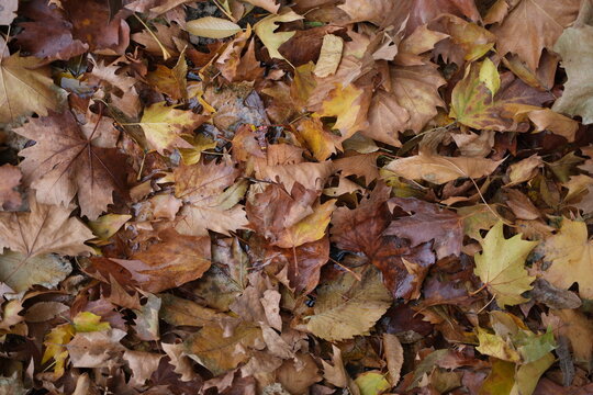 Top view of colorful autumn leaves scattered on the ground. Natural seasonal background showing fall foliage in warm tones of yellow, orange, and brown. Perfect for autumn themes and nature concepts