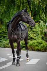 A beautiful black horse stands on a sunny green street.